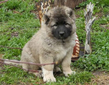 Catelusii descriere, poze si preturi - Sheepdog caucazian - Lumea animalelor