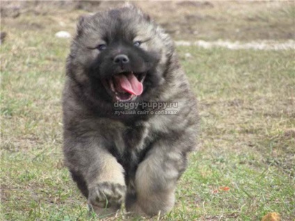 Catelusii descriere, poze si preturi - Sheepdog caucazian - Lumea animalelor