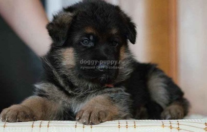 Catelusii descriere, poze si preturi - Sheepdog caucazian - Lumea animalelor