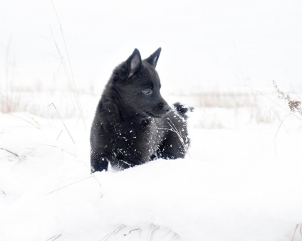 Schipperke Schipperke kutyafajta fotó