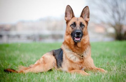 Schipperke fotografie a rasei de câini schipperke