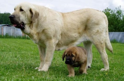 Schipperke fotografie a rasei de câini schipperke