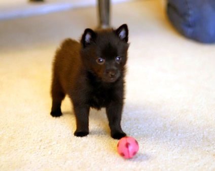 Schipperke fotografie a rasei de câini schipperke