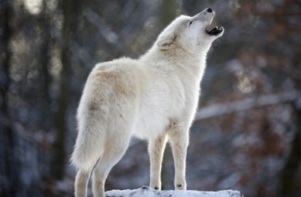 Schipperke fotografie a rasei de câini schipperke