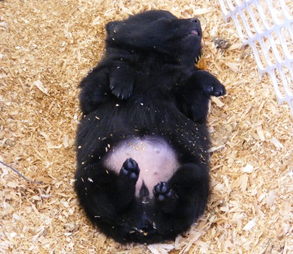 Schipperke fotografie a rasei de câini schipperke