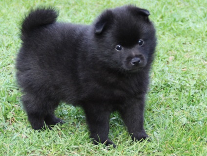 Schipperke fotografie a rasei de câini schipperke