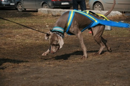 Harness pentru mersul pe jos și pentru sport