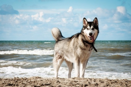 Siberian Husky personaj, descriere, poze, pui, preturi