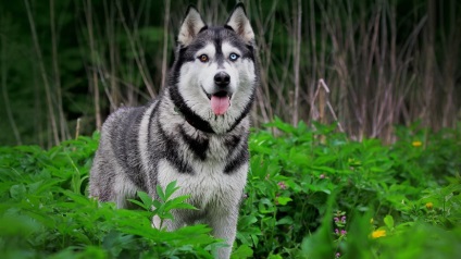 Siberian Husky personaj, descriere, poze, pui, preturi