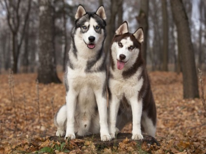 Siberian Husky personaj, descriere, poze, pui, preturi