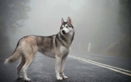 Szibériai husky jellegű, leírás, fényképek, kölykök, árak