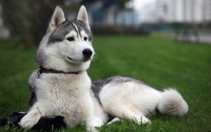 Siberian Husky personaj, descriere, poze, pui, preturi