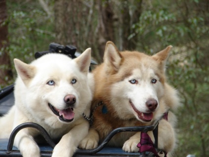 Szibériai husky jellegű, leírás, fényképek, kölykök, árak