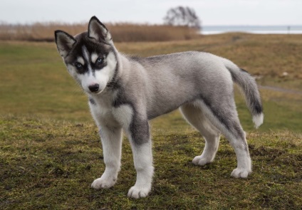 Siberian Husky personaj, descriere, poze, pui, preturi