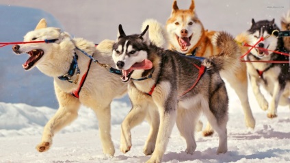 Szibériai husky jellegű, leírás, fényképek, kölykök, árak