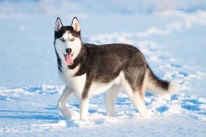 Siberian Husky personaj, descriere, poze, pui, preturi