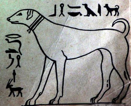 Un câine în Egiptul antic, thai ridgeback