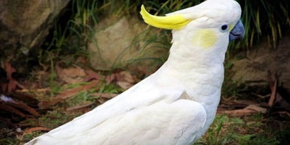 Visatorul este o pasăre mare la ceea ce visează o pasăre mare