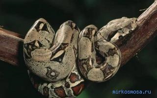 Interpretarea constrictorului de boa, interpretarea visului de boa constrictor, despre ce visează și ce înseamnă un vis, în care un boa