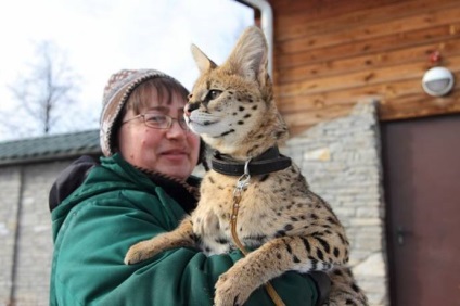 Angajatul grădinii zoologice a adoptat o pisică de lynx african