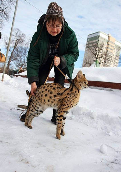 Angajatul grădinii zoologice a adoptat o pisică de lynx african