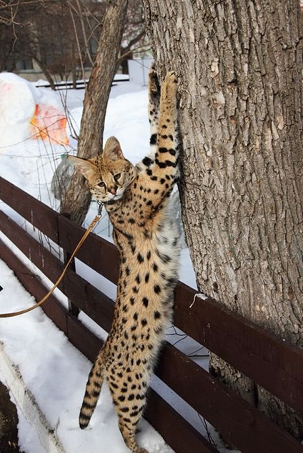 Angajatul grădinii zoologice a adoptat o pisică de lynx african