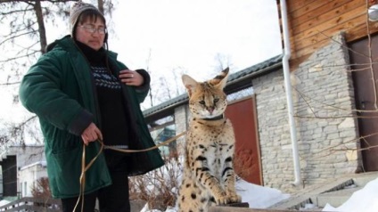 Angajatul grădinii zoologice a adoptat o pisică de lynx african