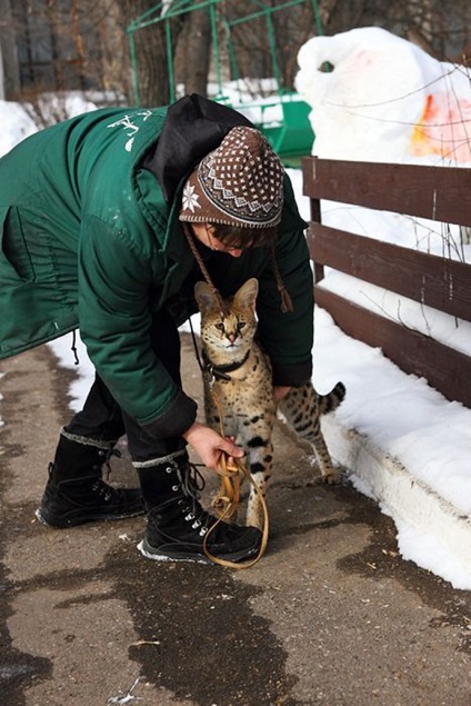 Angajatul grădinii zoologice a adoptat o pisică de lynx african
