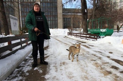 Angajatul grădinii zoologice a adoptat o pisică de lynx african