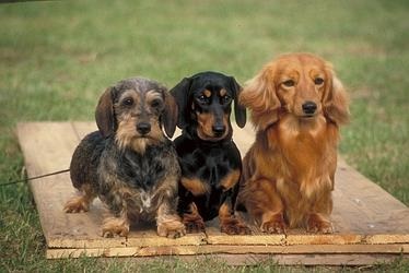 Dachshundul modern și subspeciile sale