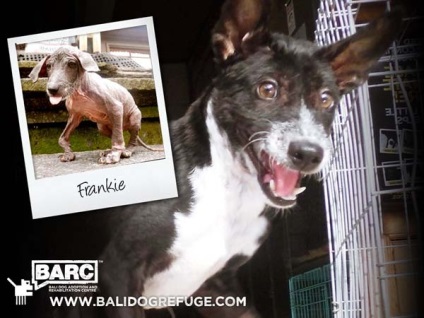 Mântuirea și transformarea incredibilă a câinelui Frankie găsit în șanț, umkra