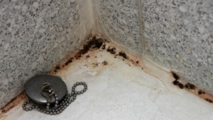 Modalitățile de combatere a mucegaiului cauzează apariția ciupercii și mucegaiului, cum se curăță mucegaiul în baie,