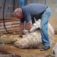 Prelucrarea oilor, cum să tundeți oile, filmul de forfecare a oilor