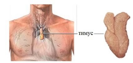 Structura și funcțiile timusului (glanda timus)