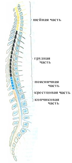 Structura și funcția măduvei spinării