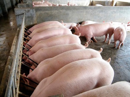 Producția de porc ca o afacere - de unde să încep, profitabilitatea, video