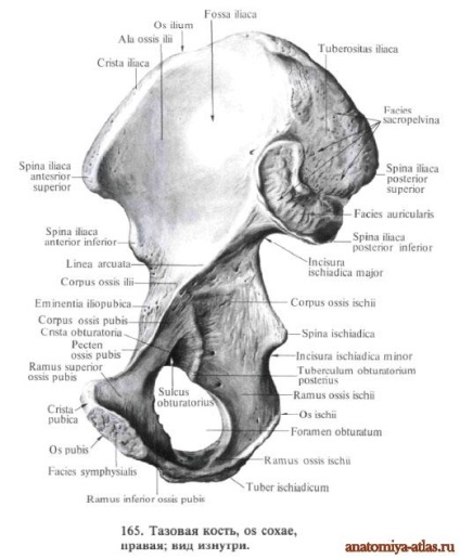 Csípőcsont anatómia képekben