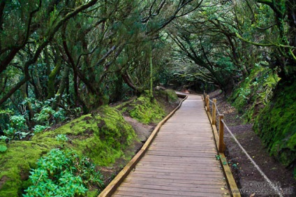 Tenerife 9 ok, hogy szeressük a szigeten