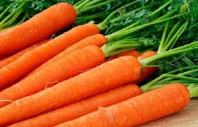 Tehnologia de cultivare a morcovilor 1