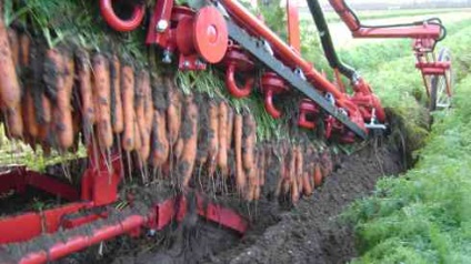 Tehnologia de cultivare a morcovilor