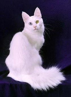 Török angóra - Cat csodálatos szépség