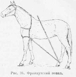 Consolidarea calului într-o poziție în sus (partea 2) - totul despre medicina veterinară