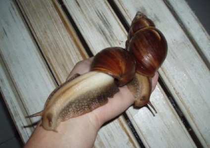 Snail - cel mai pretențios animal de companie, articole