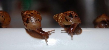Snail - cel mai pretențios animal de companie, articole