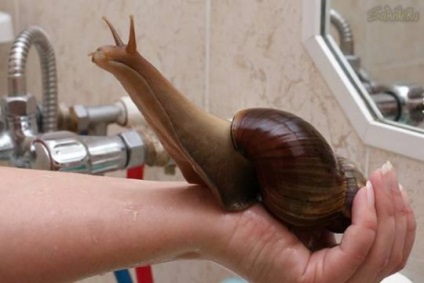 Snail - cel mai pretențios animal de companie, articole