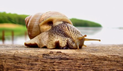 Snail - cel mai pretențios animal de companie, articole