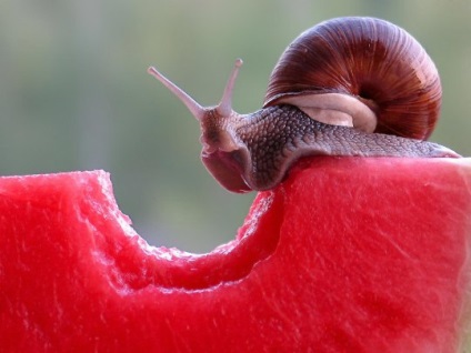 Snail - cel mai pretențios animal de companie, articole