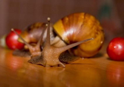 Snail - cel mai pretențios animal de companie, articole