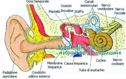 Ultrasunete în tratamentul hidrofobelor labirint