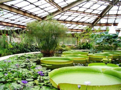 O grădină botanică unică în Rostov-on-Don